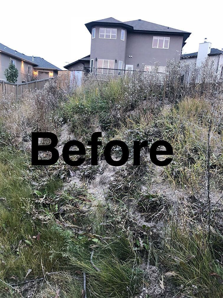 A before picture of a lush green field with a house in the background.
