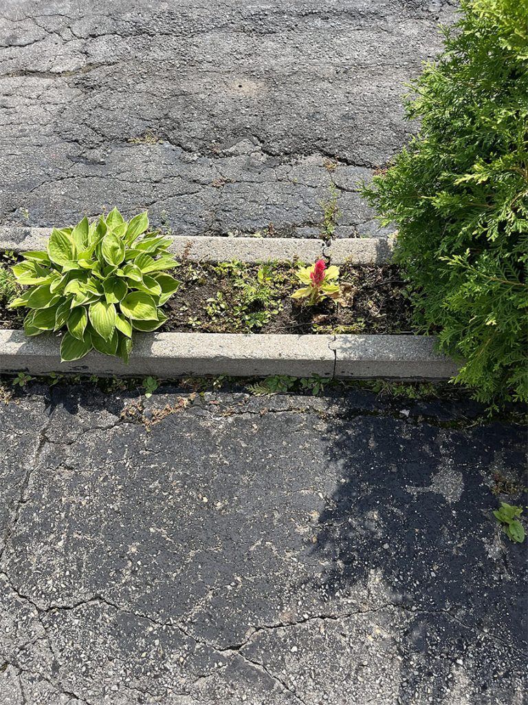 A planter with plants growing out of it on the side of a road.