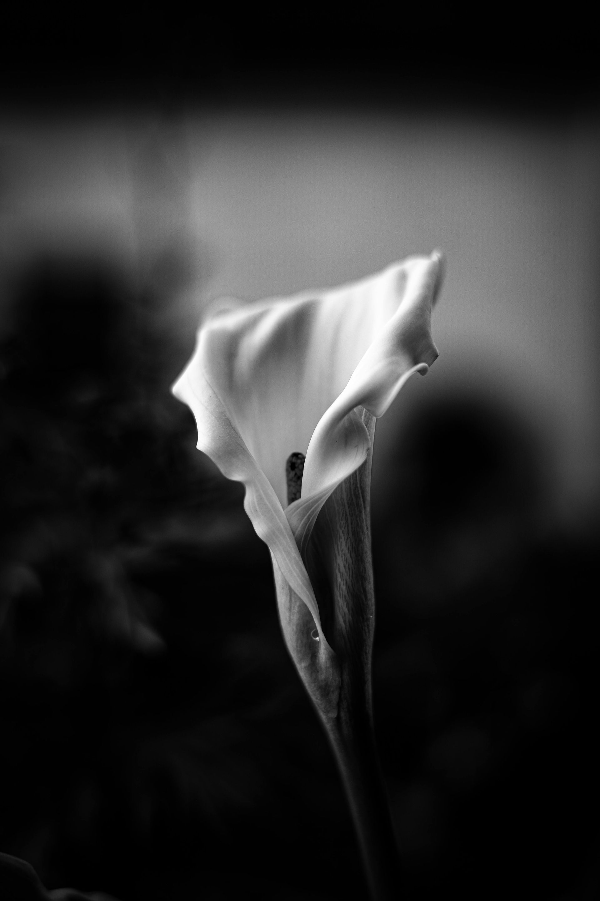 CTA Image