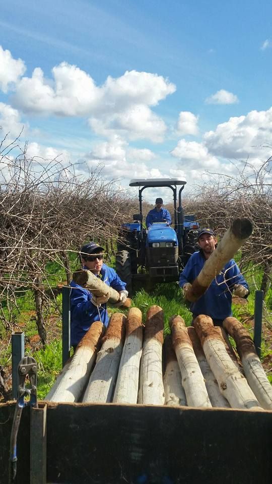Staff loading trellis posts