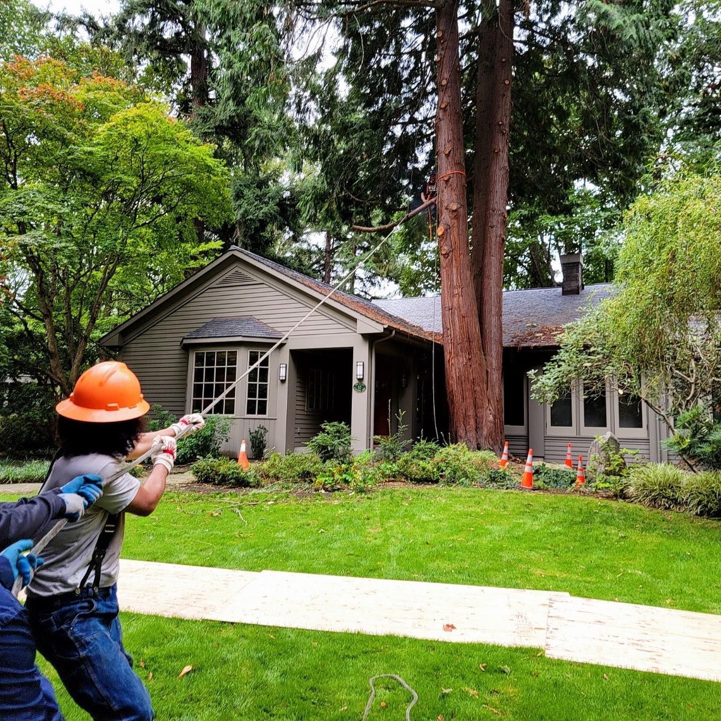 Tree Removal Seattle