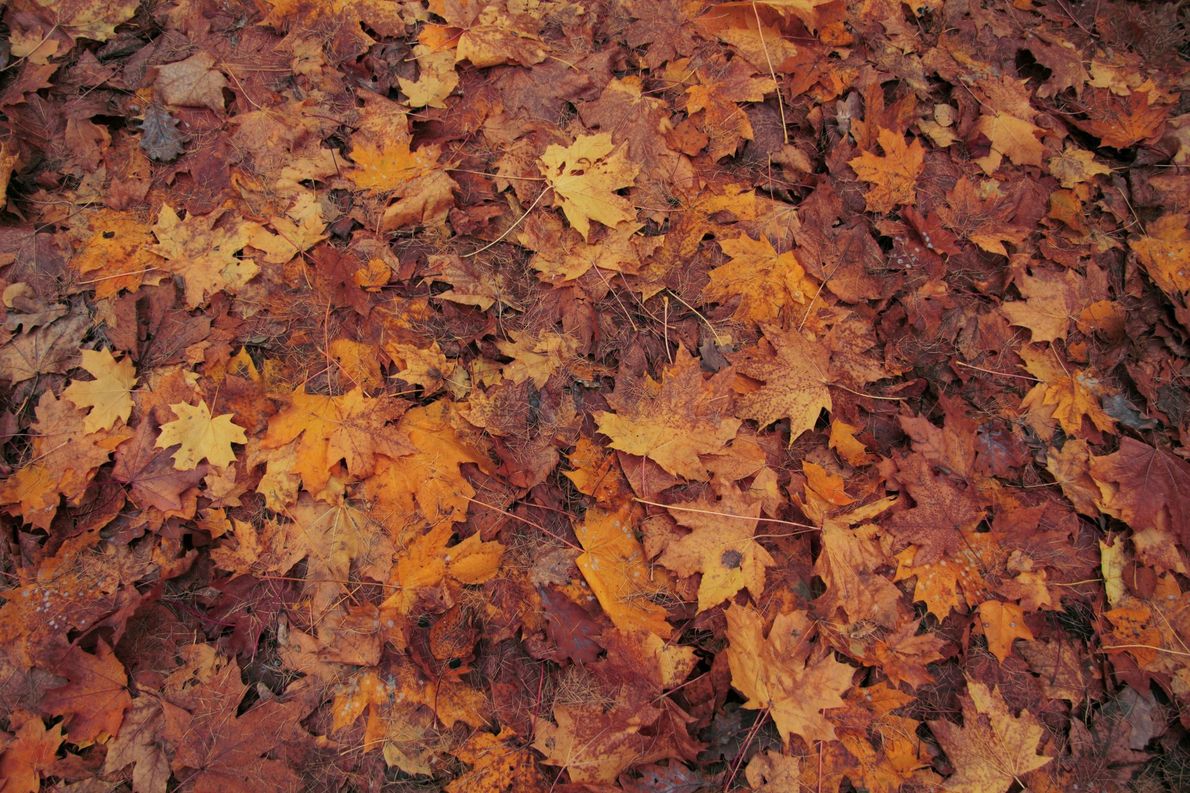 Brown and orange autumn leaves covering the ground