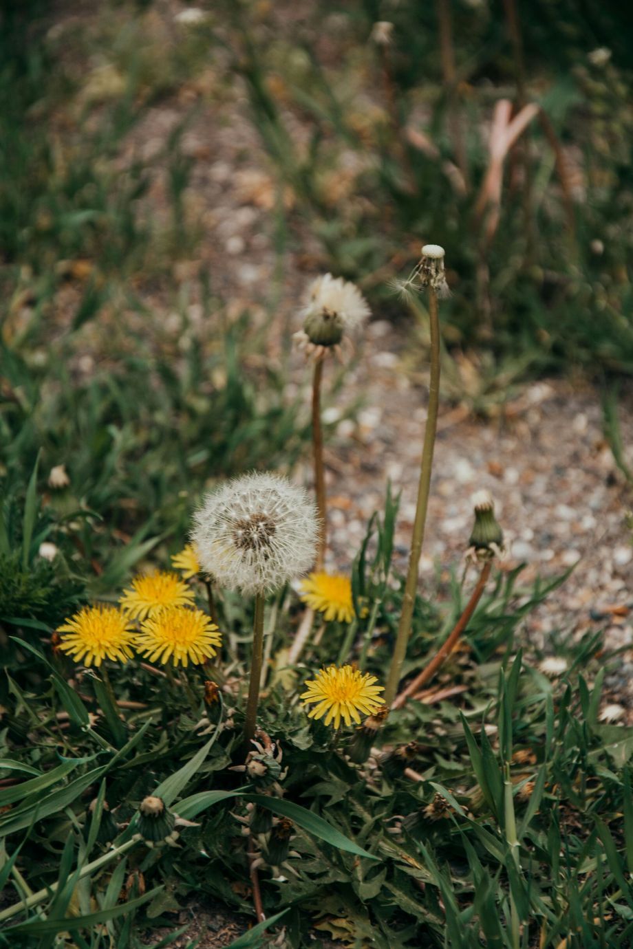 A bunch of dandelions are growing in the grass.