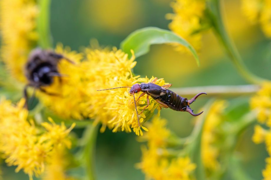 A close up of a bug on a yellow flower.