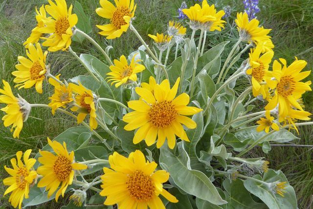 wildflowers-around-story-pines-inn
