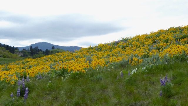 wildflowers