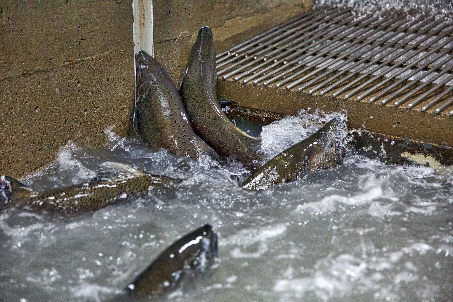 fish-hatchery
