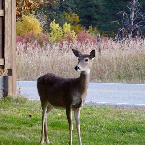 deer