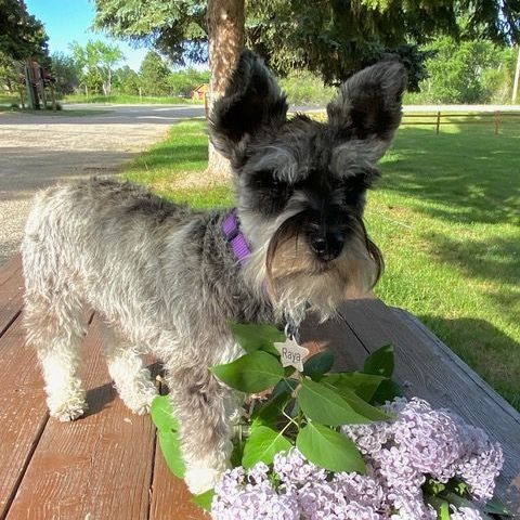 Raya-the-puppy