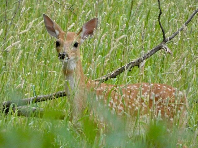 deer