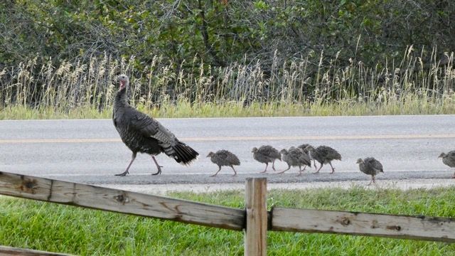 wildlife-around-story-pines-inn