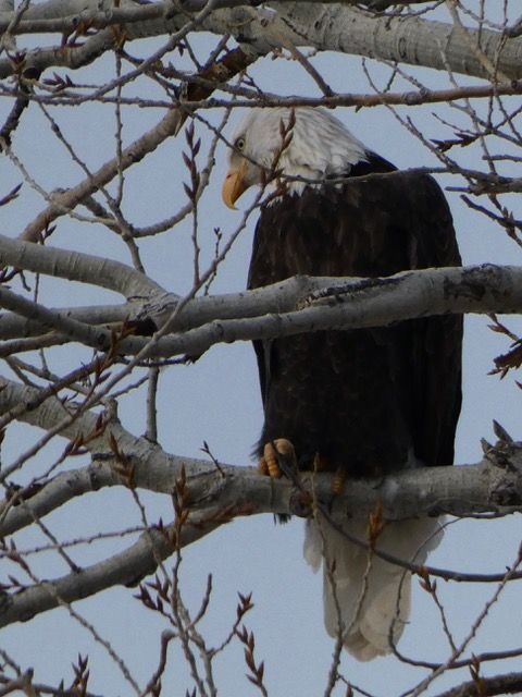 eagle