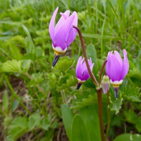 wildflowers-around-story-pines-inn