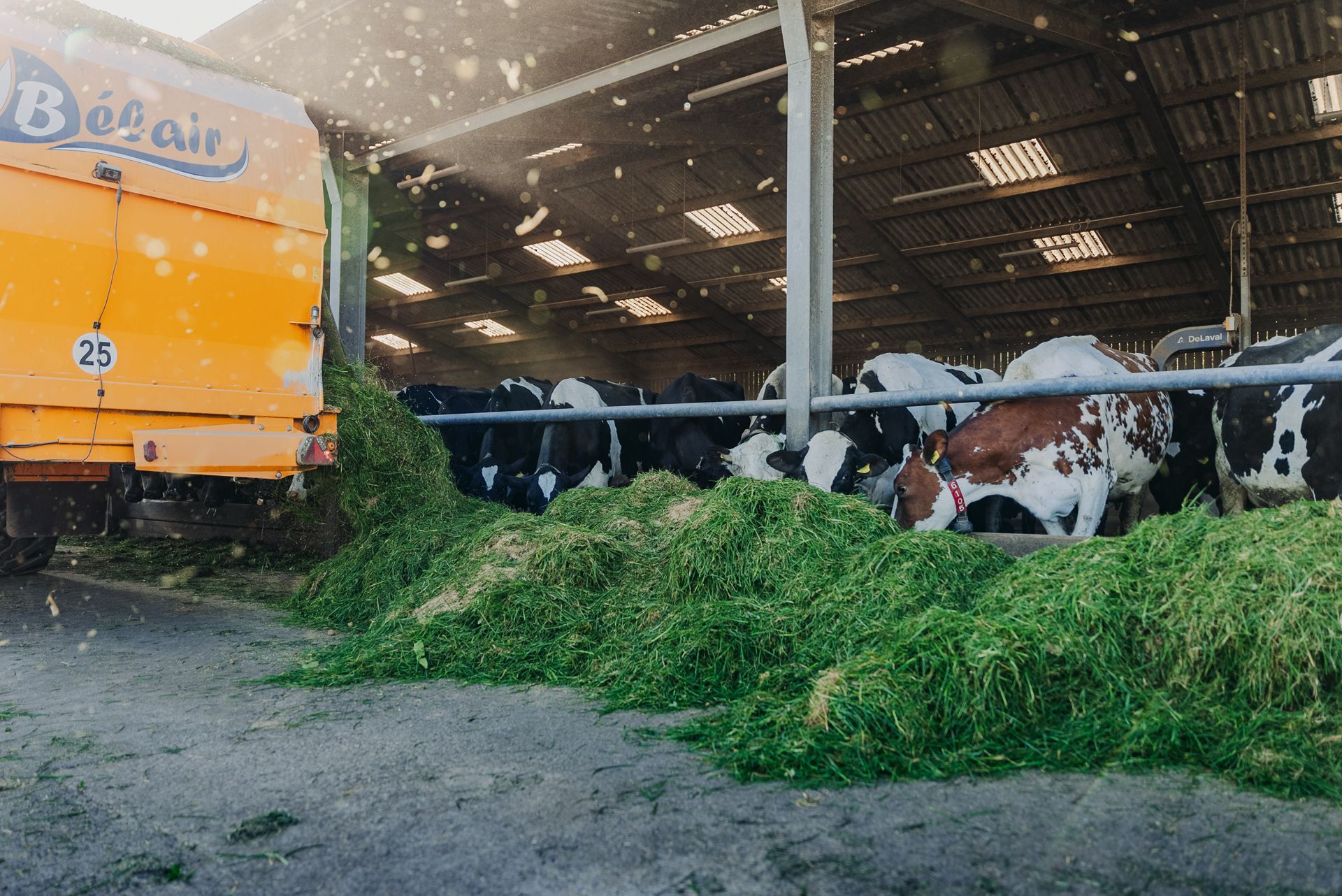 Agriculture Agri Farming Animal Photographer Videographer Drone