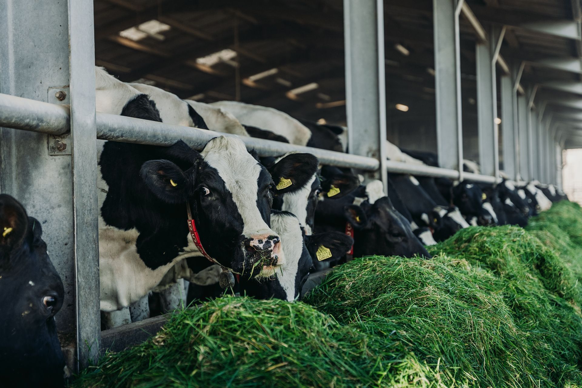 Agriculture Agri Farming Animal Photographer Videographer Drone