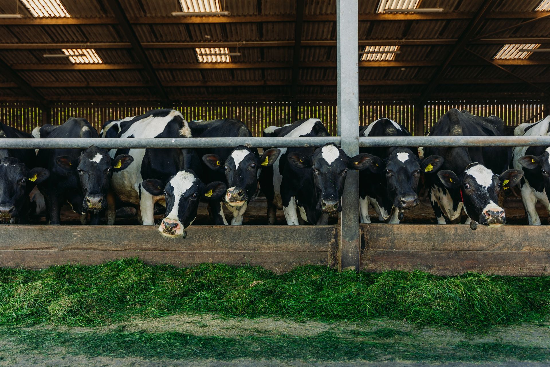 Agriculture Agri Farming Animal Photographer Videographer Drone