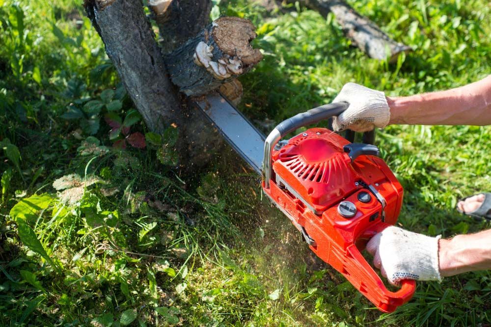 A Man With A Chainsaw Cutting Down A Tree — All Tree and Stump Works in Nerang, QLD