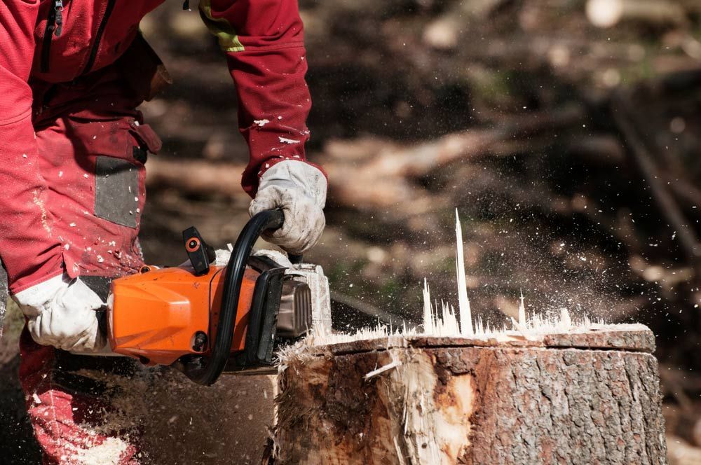 Forestry  Worker Cutting The Stump of a Tree With Chainsaw — All Tree and Stump Works in Gold Coast QLD