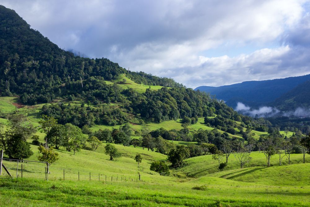 A River Flowing Through a Lush Green Forest — All Tree and Stump Works in Nerang, QLD