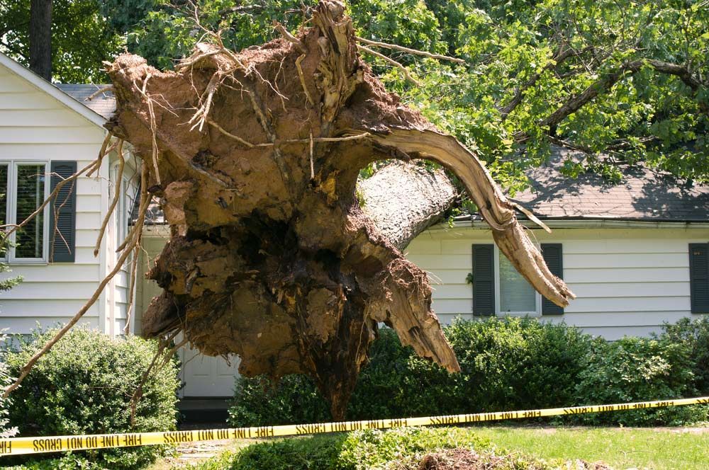 House Damage By a Fallen Tree — All Tree and Stump Works in Nerang, QLD