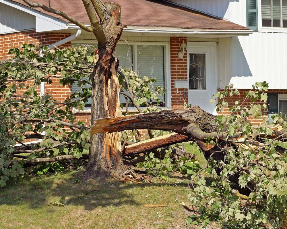 Fallen Tree After A Severe Storm In Residential Neighbourhood — All Tree and Stump Works in Gold Coast, QLD