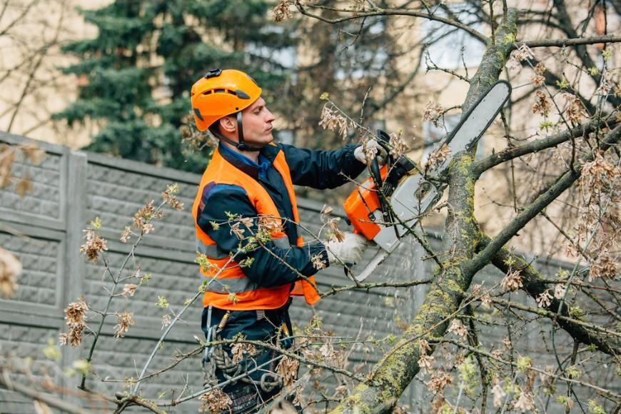 A Man Is Cutting A Tree With A Chainsaw — All Tree and Stump Works in Helensvale, QLD