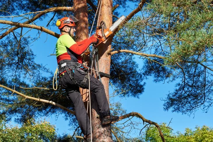 A Man is Cutting a Tree Brunch With a Chainsaw — All Tree and Stump Works in Nerang, QLD