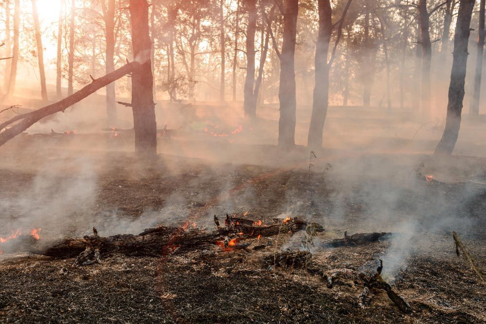 Forest Fire and Burned Trees After a Wildfire — All Tree and Stump Works in Gold Coast QLD