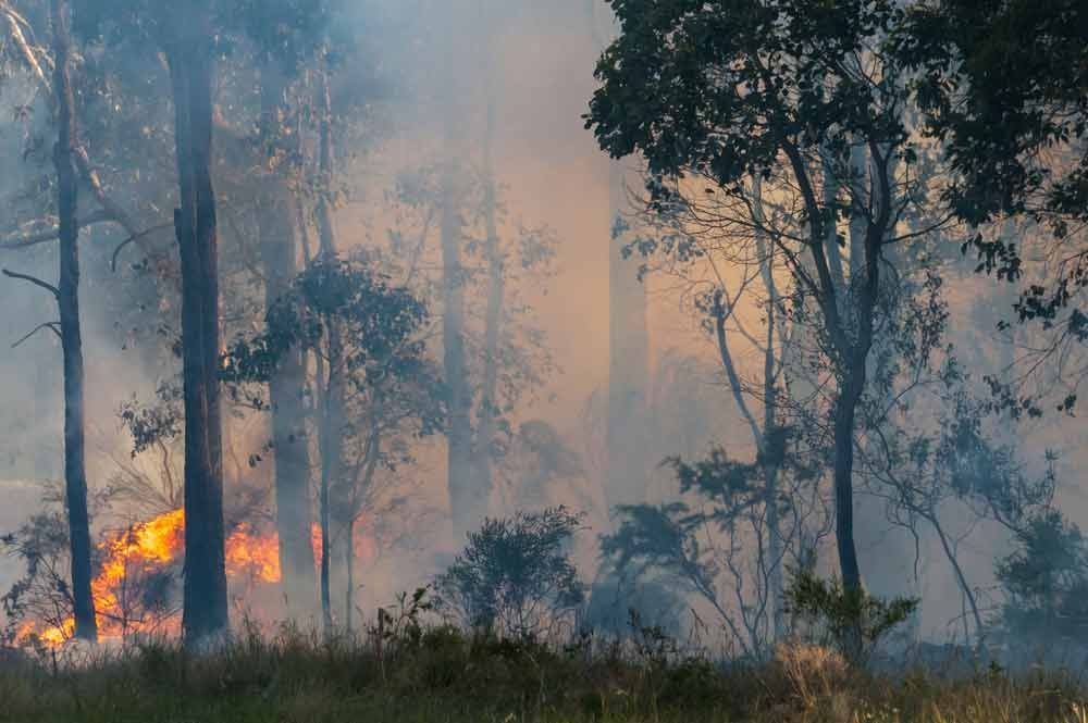 Fire In Undergrowth Of Eucalypt Forest With Flames And Dense Smoke — All Tree and Stump Works in Currumbin, QLD