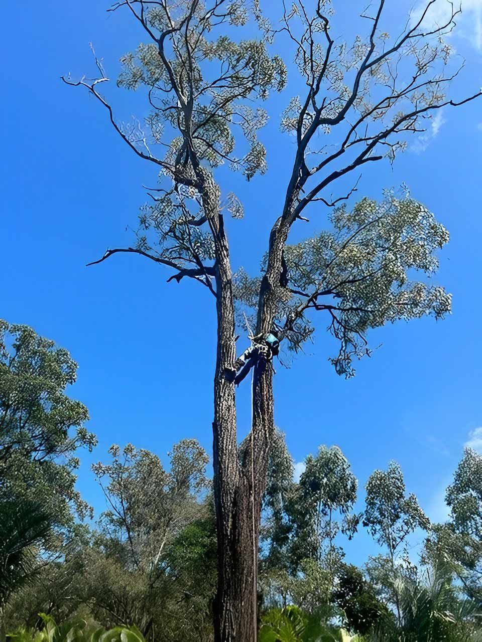 Arborist Suspended From Large Tree — All Tree and Stump Works in Gold Coast QLD
