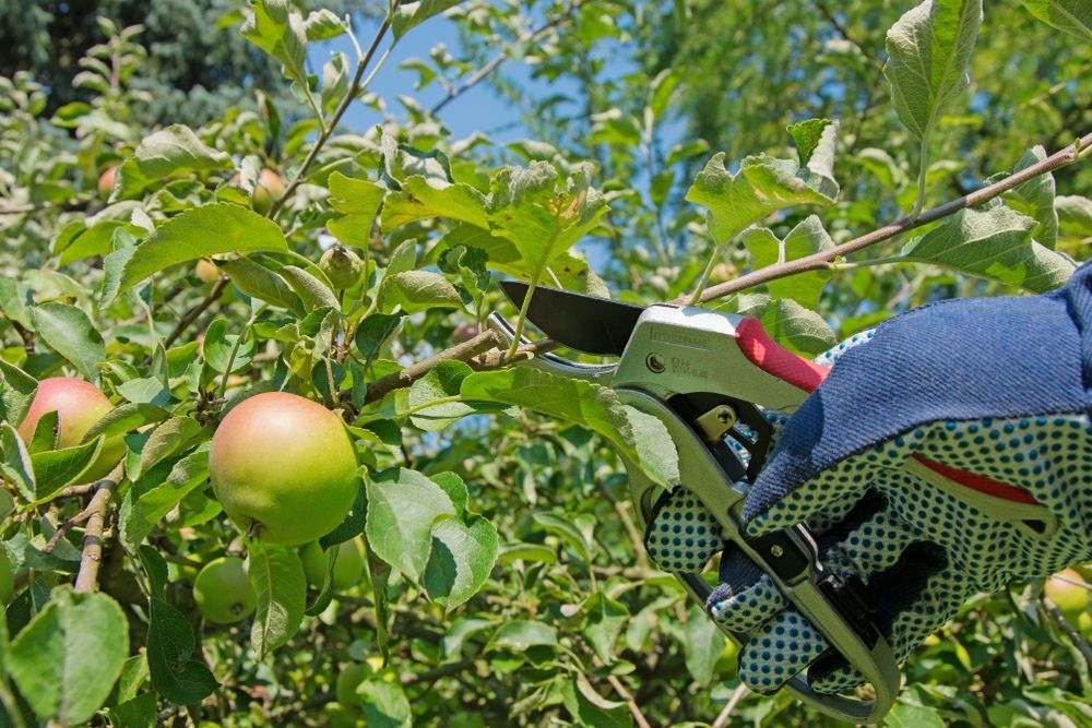 Gloved Hand Using Pruning Shears on the Gold Coast