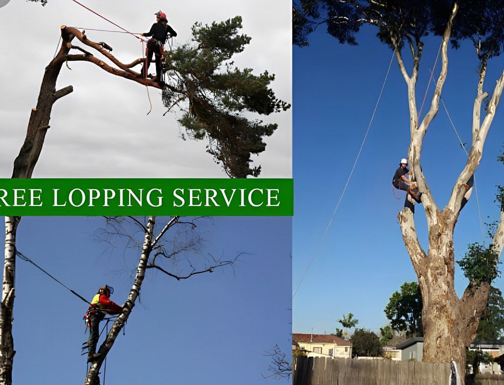 Tree Looping  Work Being Carried Out — All Tree and Stump Works in Gold Coast QLD