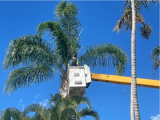 The Man in a Cherry Picker Cutting Pruning Palm Trees — All Tree and Stump Works in Gold Coast QLD