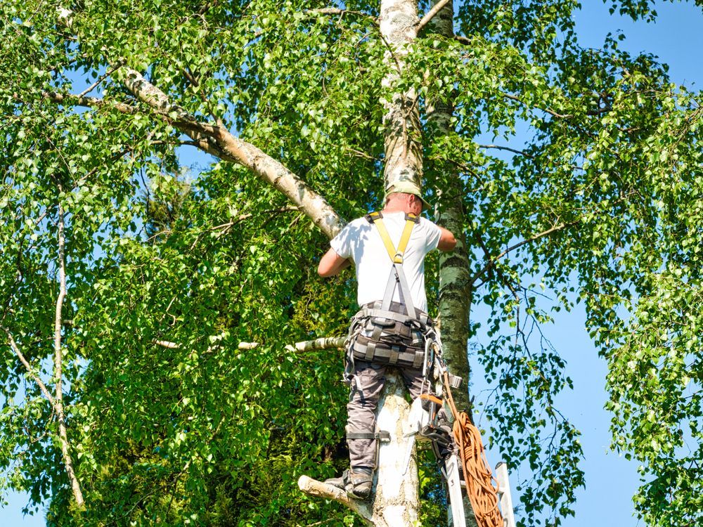 Worker Climbing Tree on the Gold Coast