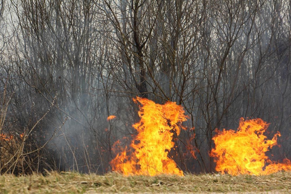 The Beginning Of A Forest Fire — All Tree and Stump Works in Gold Coast QLD
