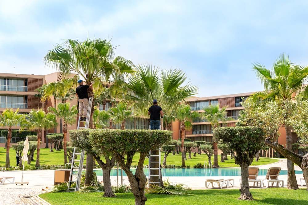 workers Cutting Off Old Branches of a Palm Tree — All Tree and Stump Works in Nerang, QLD