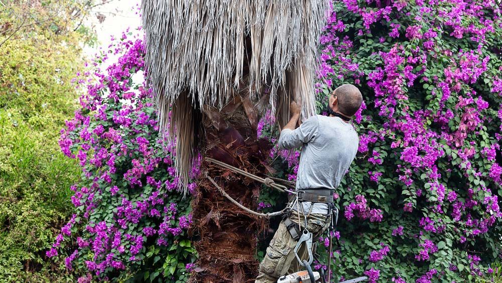 Arborist Preparing Palm Tree for Removal — All Tree and Stump Works in Helensvale, QLD