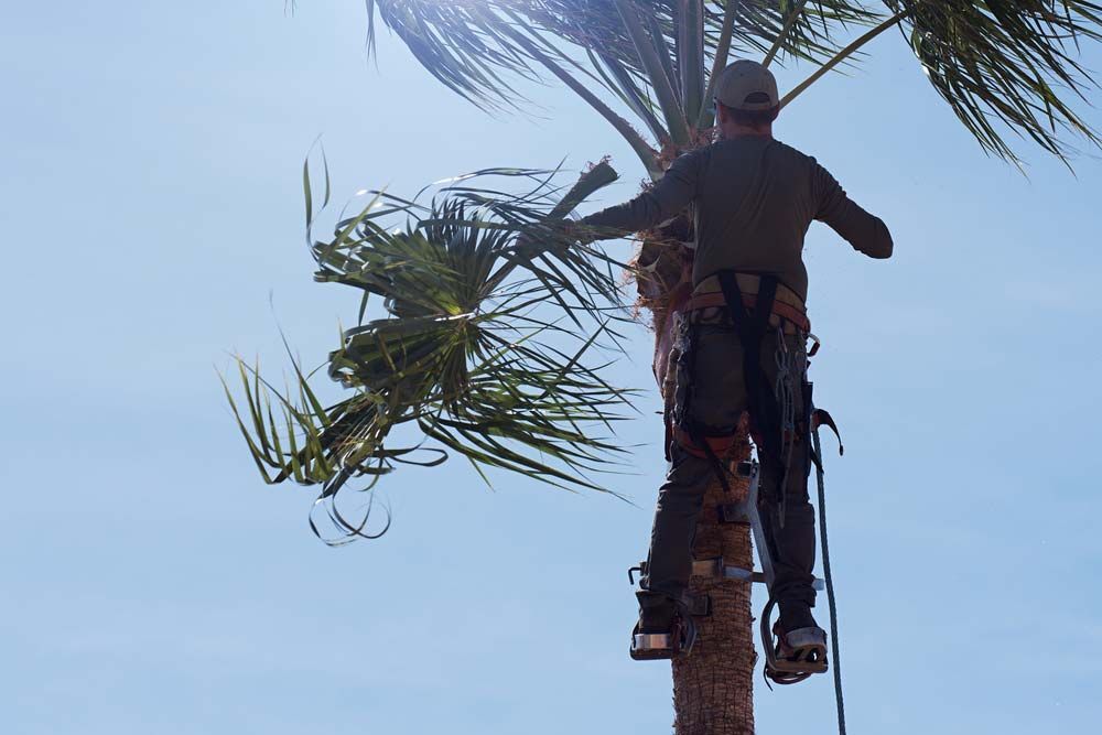 Man Working at the Top of a Palm Tree — All Tree and Stump Works in Currumbin, QLD