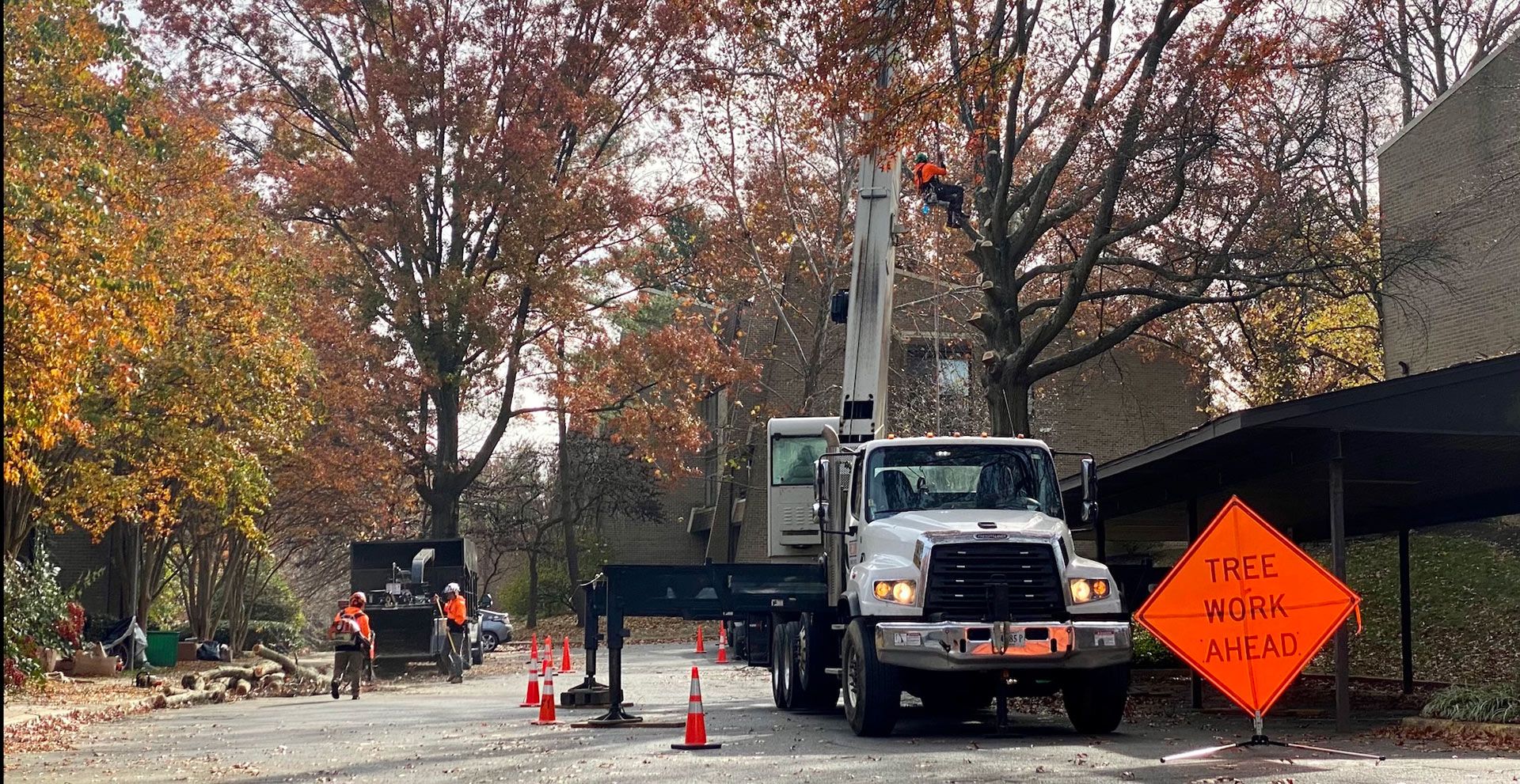 Road crew working on a tree, using a crane truck. Orange 