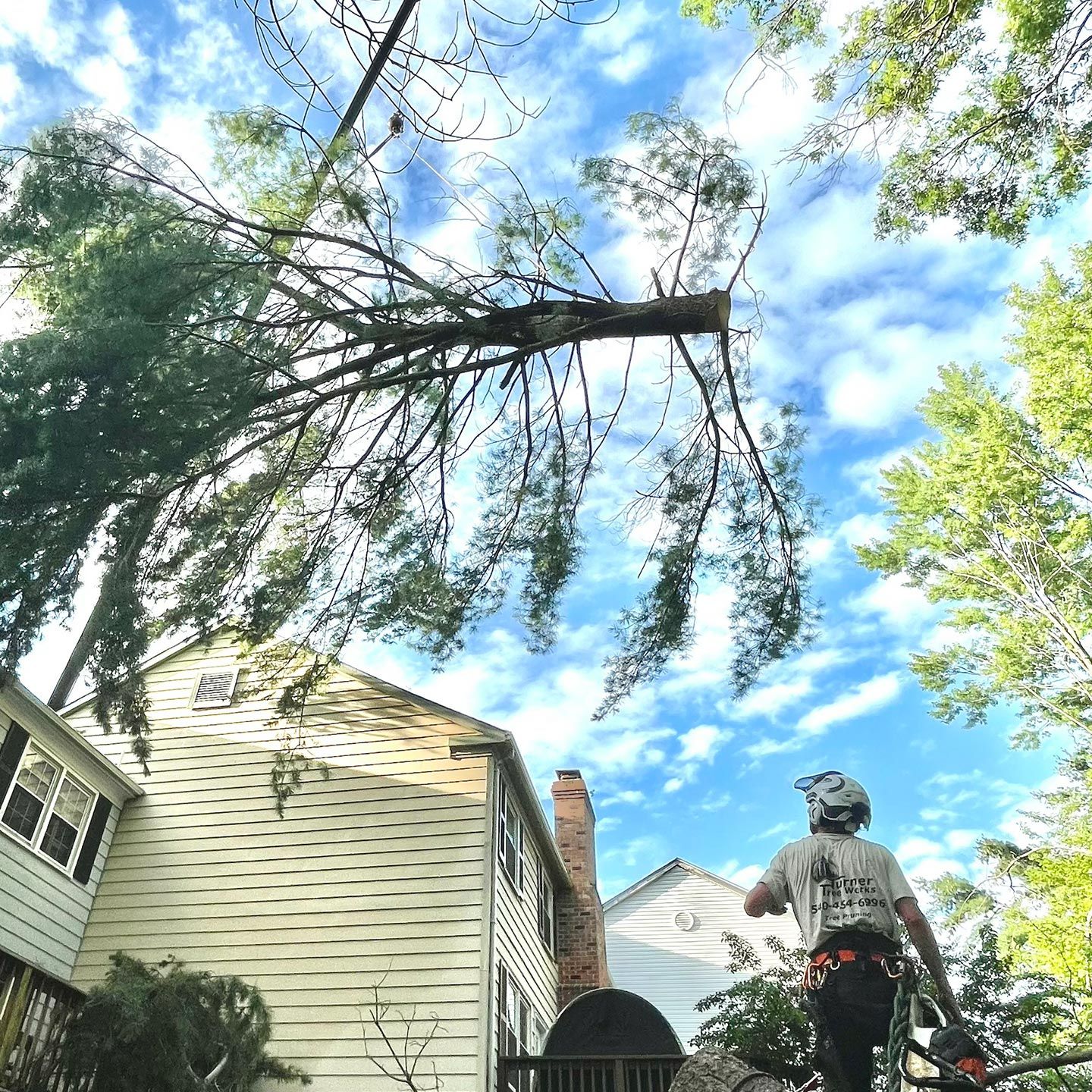 Arborist prepares to cut a large tree limb above a house; blue sky with clouds in the background.