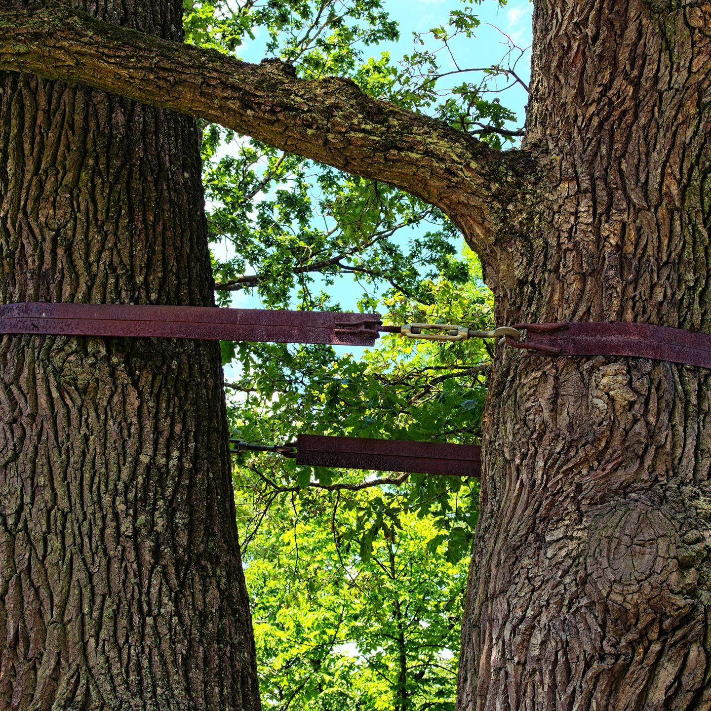 Two trees with connecting straps and a branch, blue sky and green foliage background.