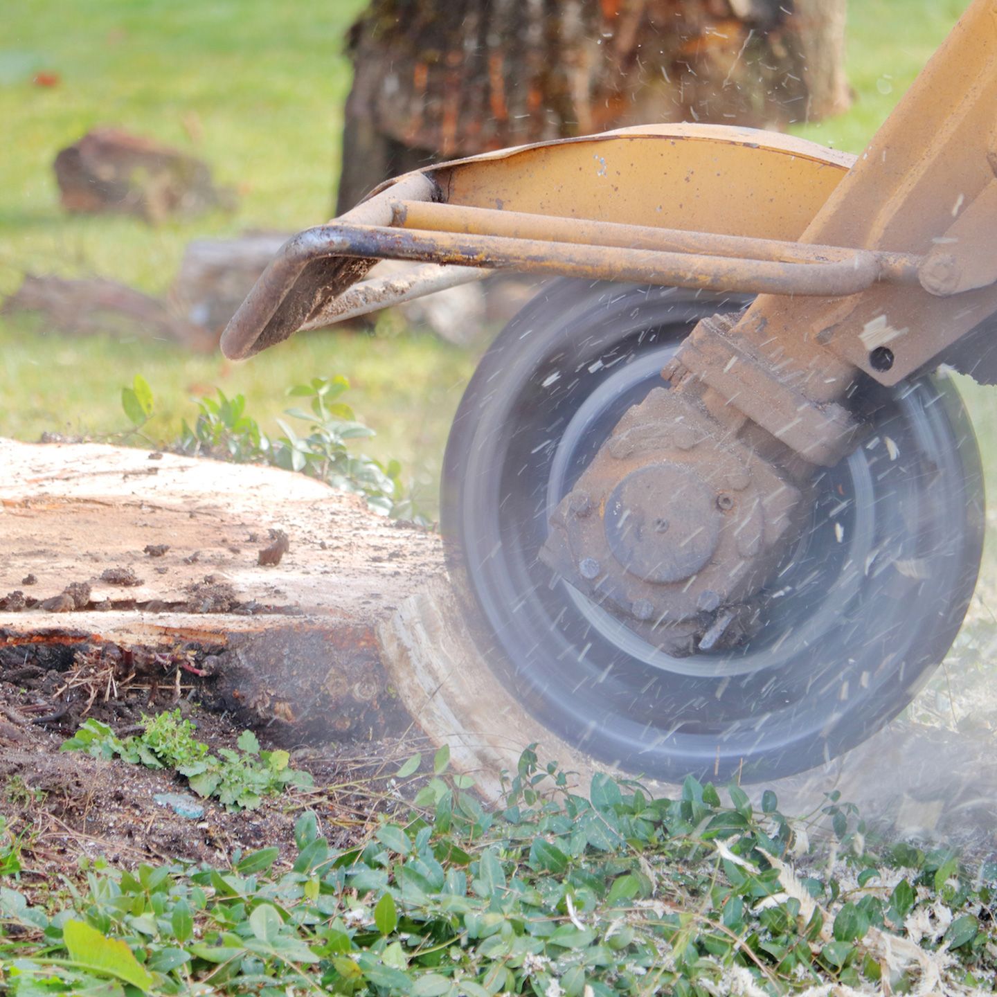 Stump grinder grinding down a tree stump in a grassy area, creating wood chips.