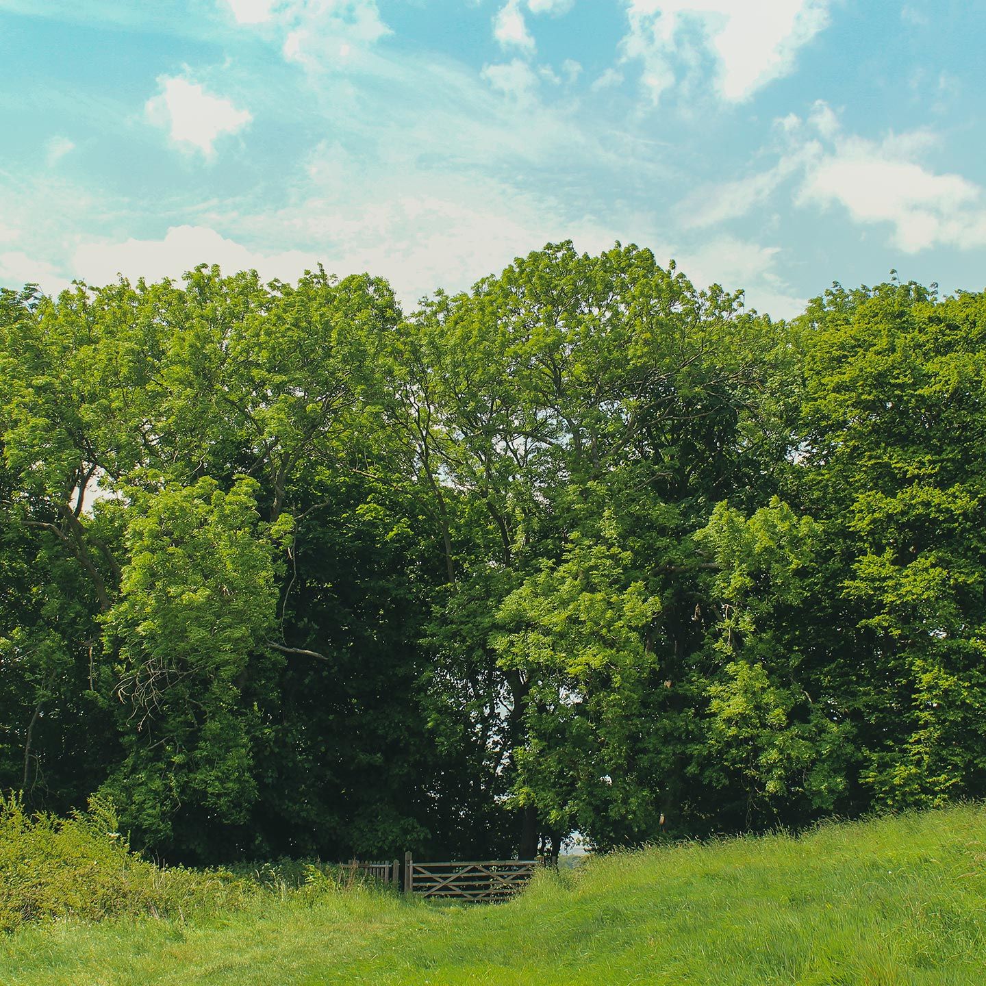 Green trees and grassy field with a small wooden gate under a partly cloudy sky.