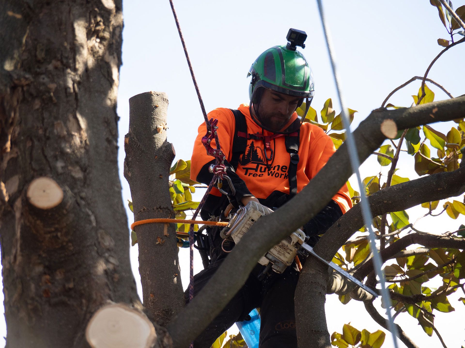 Arborist in orange shirt, green helmet, using chainsaw to trim a tree branch, secured by ropes.
