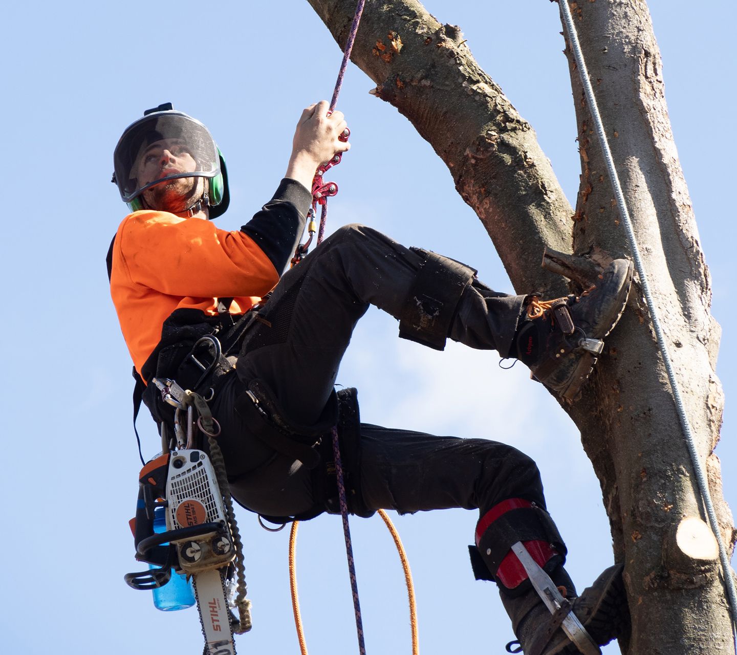 Arborist in orange shirt, climbing a tree with a chainsaw, wearing safety gear against a blue sky.