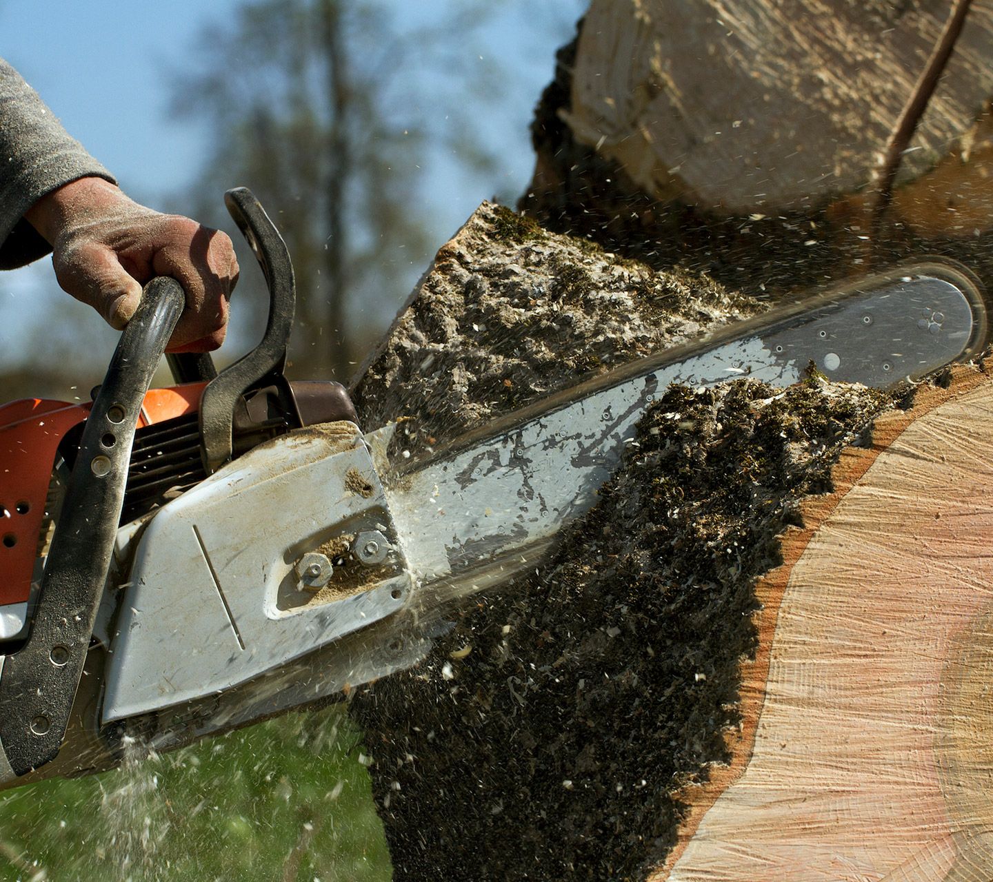 Person using a chainsaw to cut a tree trunk; sawdust and wood chips visible.