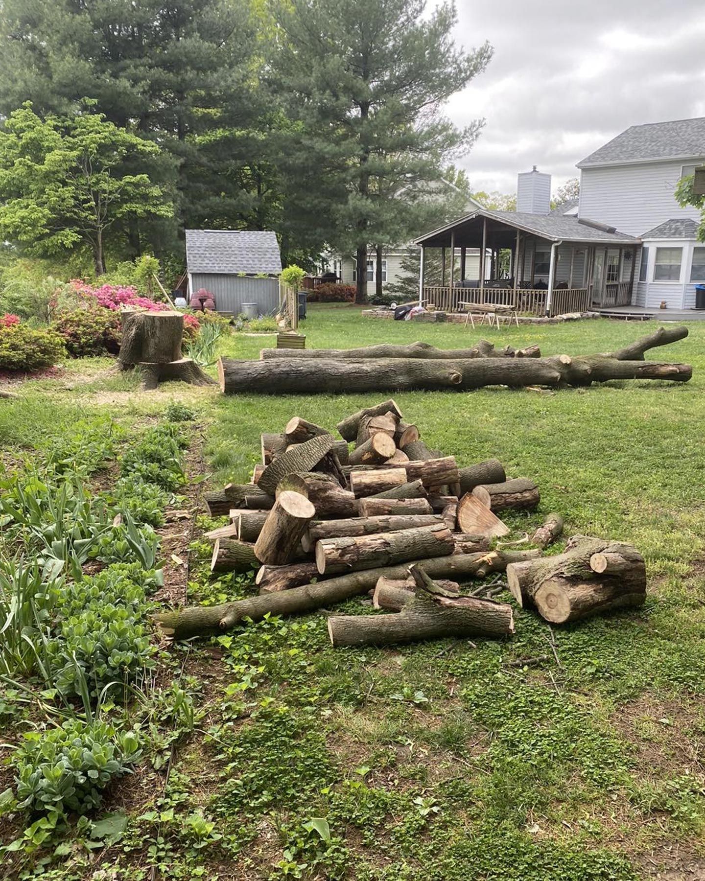 Logs and cut firewood on a grassy lawn with a shed and house in the background.