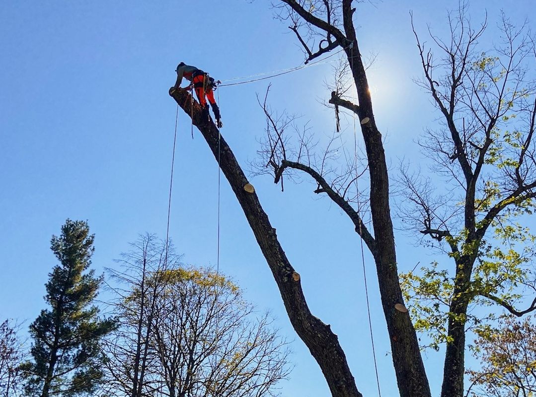 Arborist, wearing orange, cutting a tree branch with a rope for control under a blue sky.