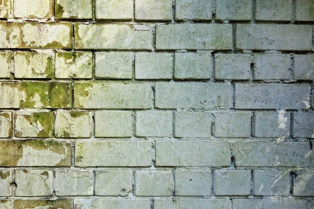 Schimmelsanierung: Ursachen erkennen und Lösungen finden