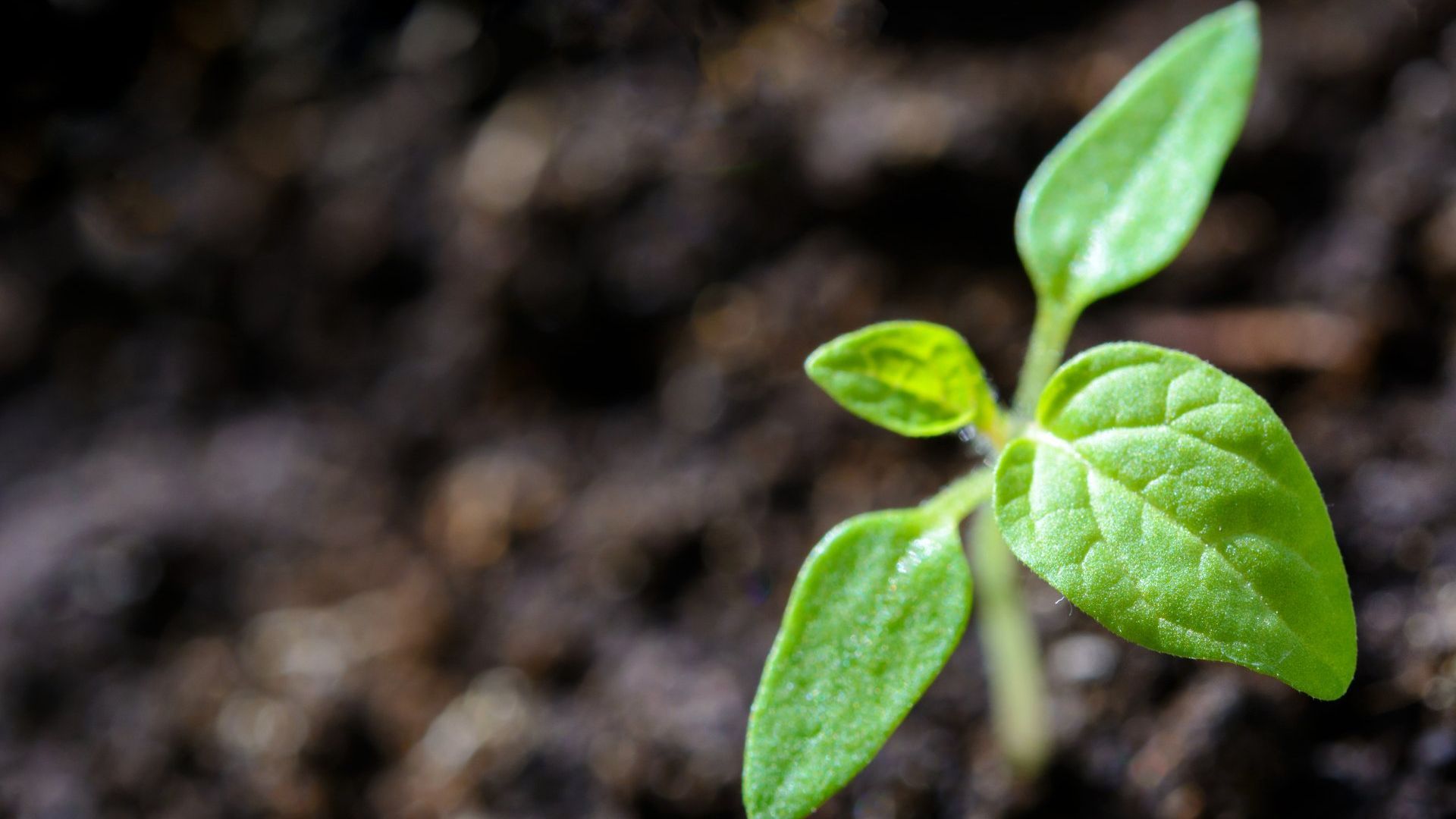 Seedling on soil